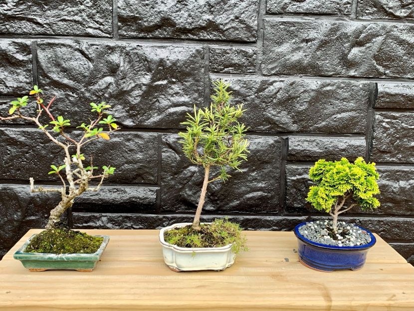 Paul's bonsai trees